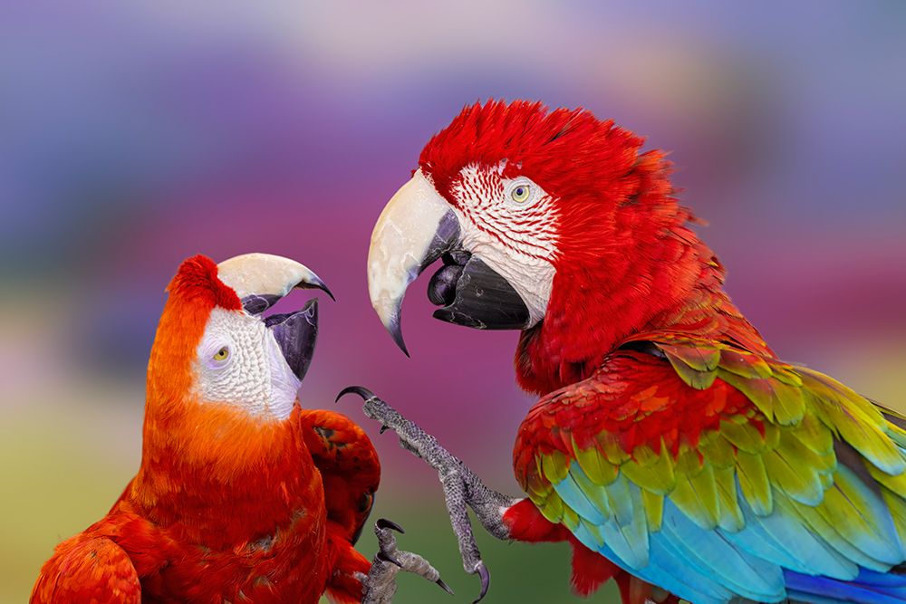 Red and green macaw, green-winged macaw. art print by Adam Jones for $57.95 CAD