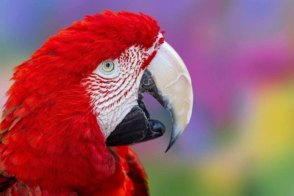 Red and green macaw, green-winged macaw. art print by Adam Jones for $57.95 CAD