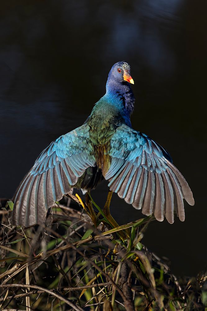 American purple gallinule drying wings. art print by Adam Jones for $57.95 CAD