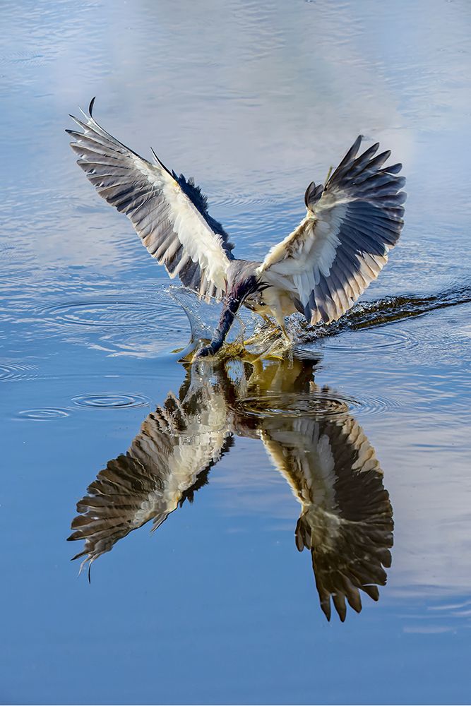 Tricolored heron fishing. art print by Adam Jones for $57.95 CAD