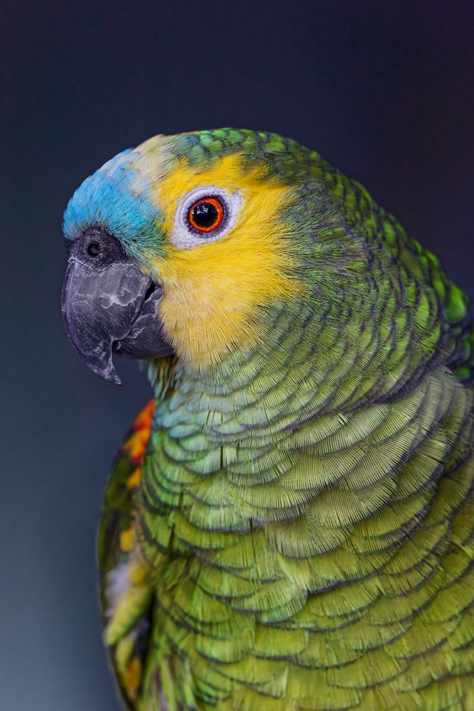 Blue fronted Amazon parrot. art print by Adam Jones for $57.95 CAD
