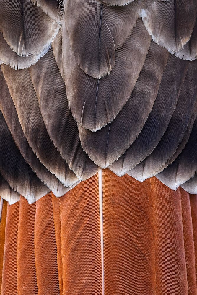 Red-tailed hawk. Tail feather pattern. art print by Adam Jones for $57.95 CAD