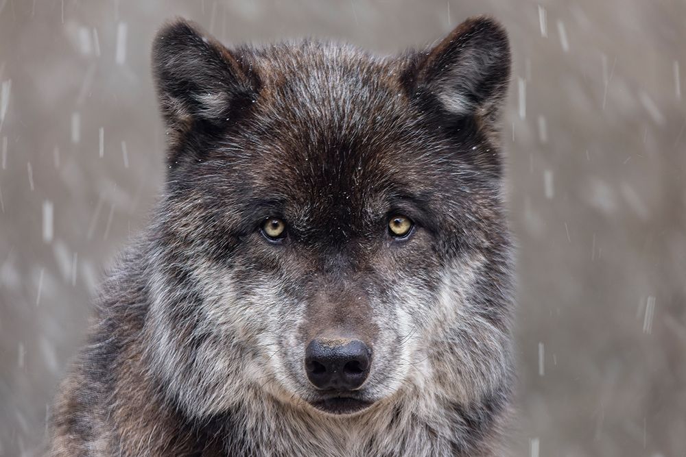 Gray wolf in winter with falling snow art print by Adam Jones for $57.95 CAD