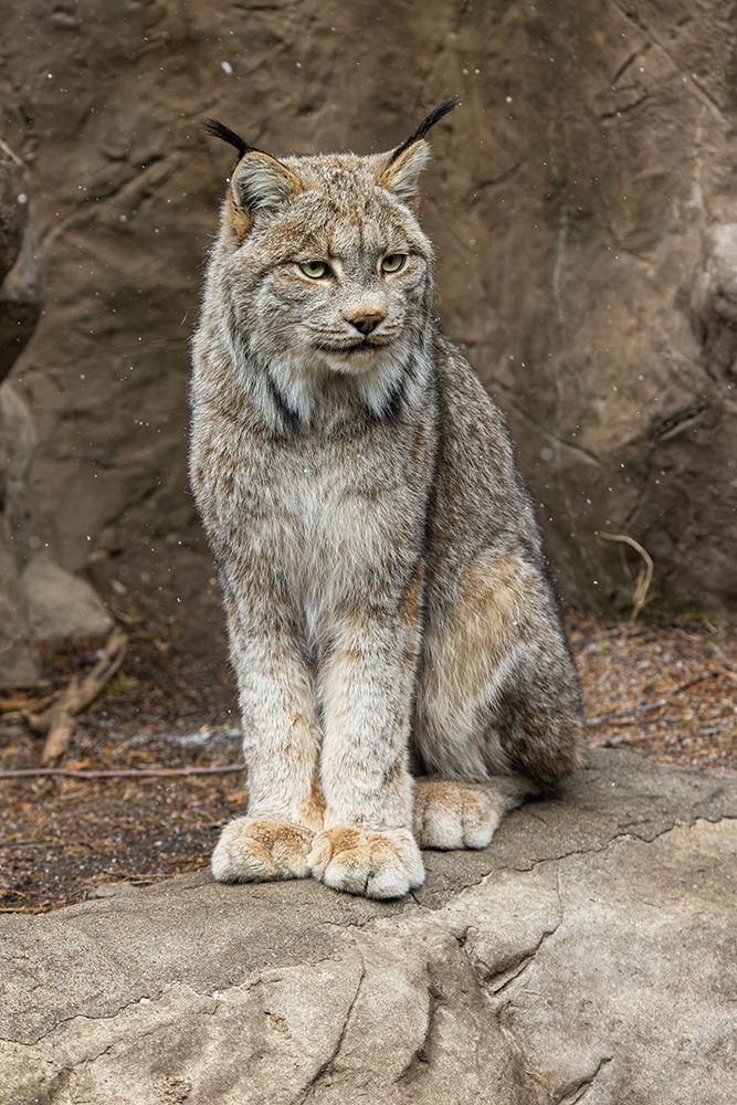 Canada lynx. art print by Adam Jones for $57.95 CAD
