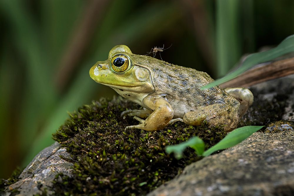 Juvenile American bullfrog with mosquito on its back. art print by Adam Jones for $57.95 CAD
