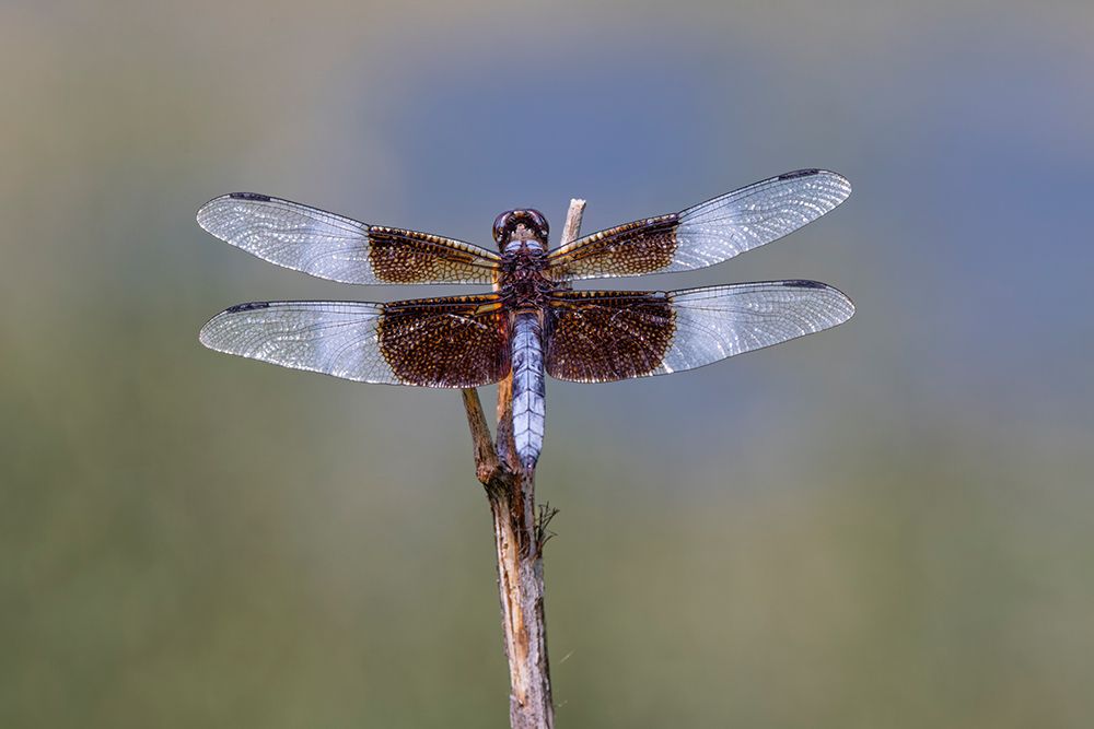 Widow skimmer dragonfly. art print by Adam Jones for $57.95 CAD