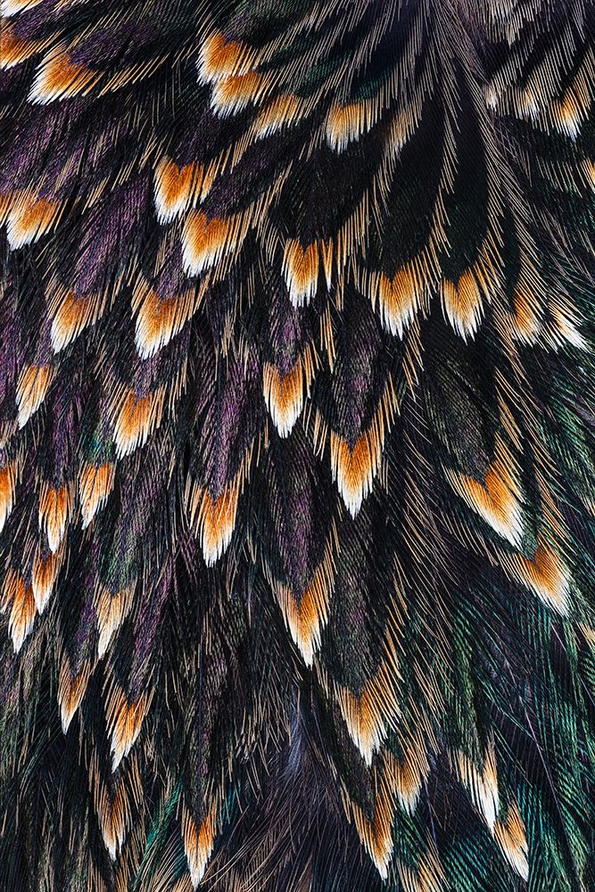 Feather pattern on back of common Starling. art print by Adam Jones for $57.95 CAD