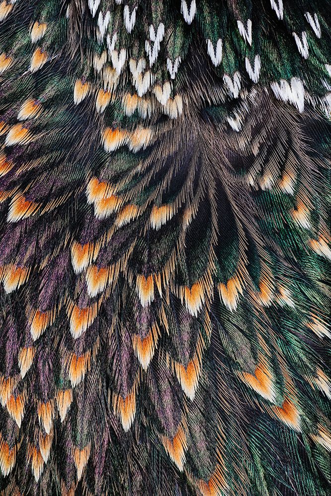 Feather pattern on back of common Starling. art print by Adam Jones for $57.95 CAD
