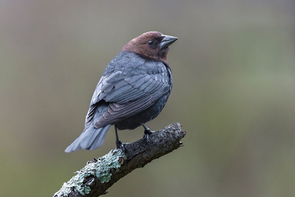 Brown-headed cowbird. art print by Adam Jones for $57.95 CAD