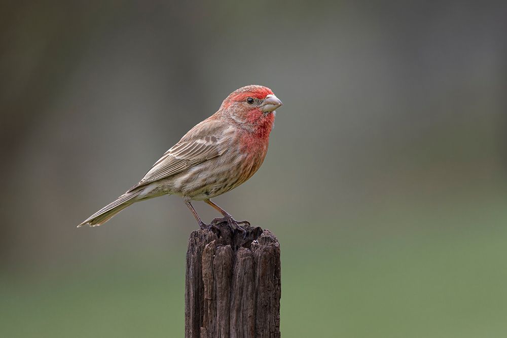 Male house finch in winter. art print by Adam Jones for $57.95 CAD