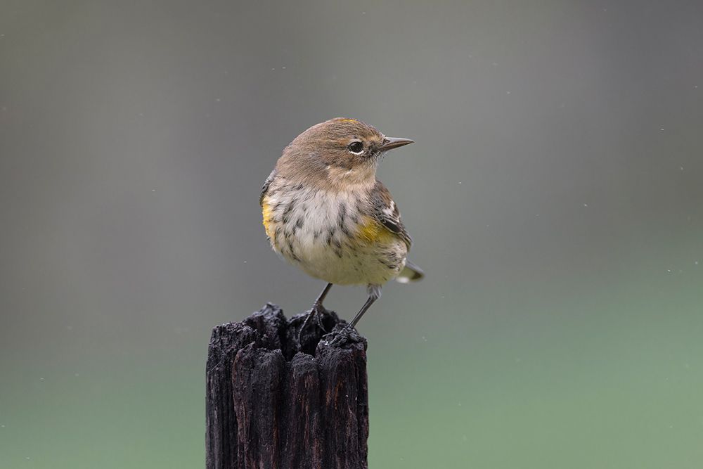 Yellow-rumped warbler in winter plumage. art print by Adam Jones for $57.95 CAD