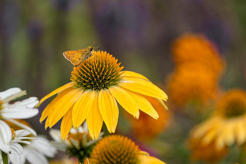 Least skipper on yellow coneflower, echinacea. art print by Adam Jones for $57.95 CAD