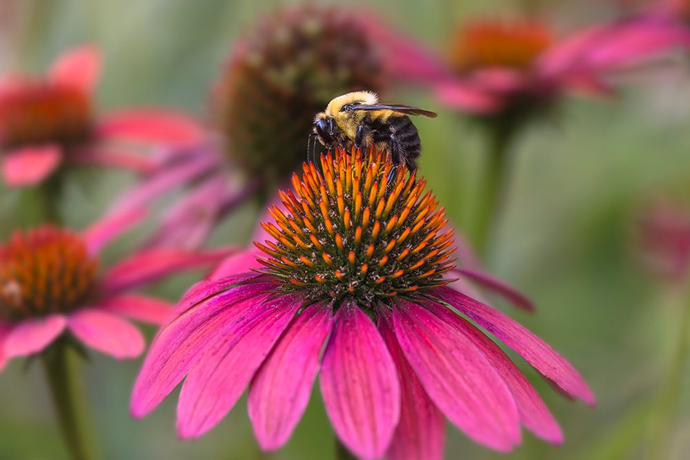 Carpenter bee on purple coneflower. art print by Adam Jones for $57.95 CAD