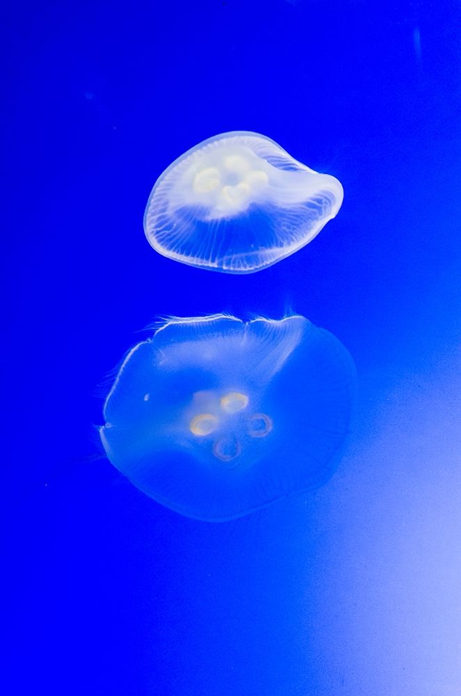 Graceful Jellyfish in Aquarium art print by Anna Miller for $57.95 CAD
