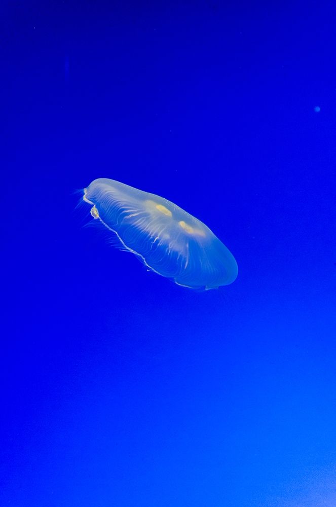 Graceful Jellyfish in Aquarium art print by Anna Miller for $57.95 CAD