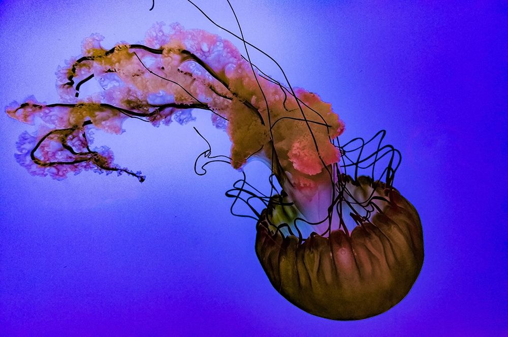 Graceful Jellyfish in Aquarium art print by Anna Miller for $57.95 CAD