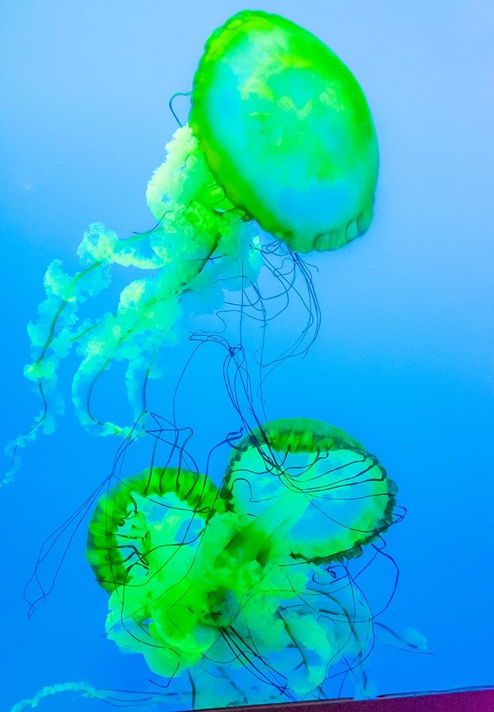 Graceful Jellyfish in Aquarium art print by Anna Miller for $57.95 CAD
