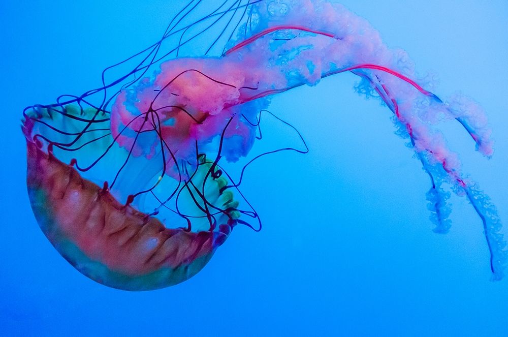 Graceful Jellyfish in Aquarium art print by Anna Miller for $57.95 CAD