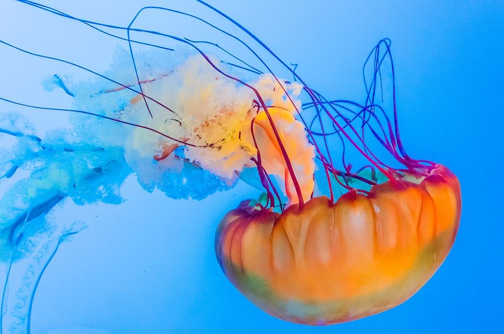 Graceful Jellyfish in Aquarium art print by Anna Miller for $57.95 CAD