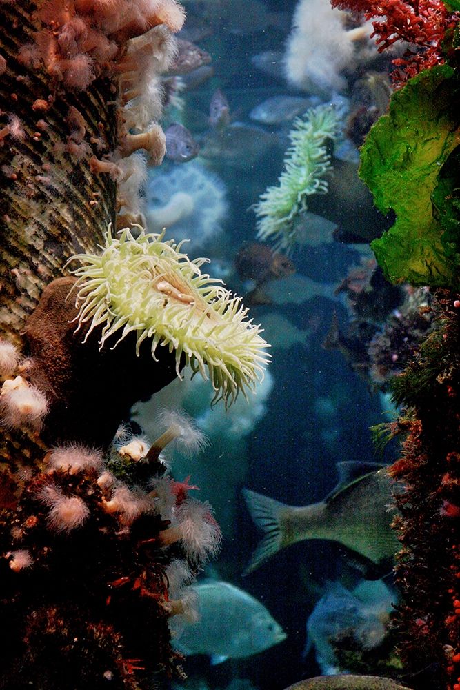 Anemones growing on wood pier pilings art print by Anna Miller for $57.95 CAD