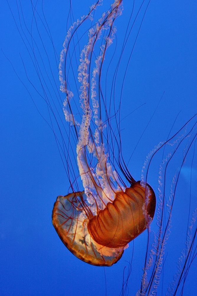 Graceful Jellyfish in Aquarium art print by Anna Miller for $57.95 CAD