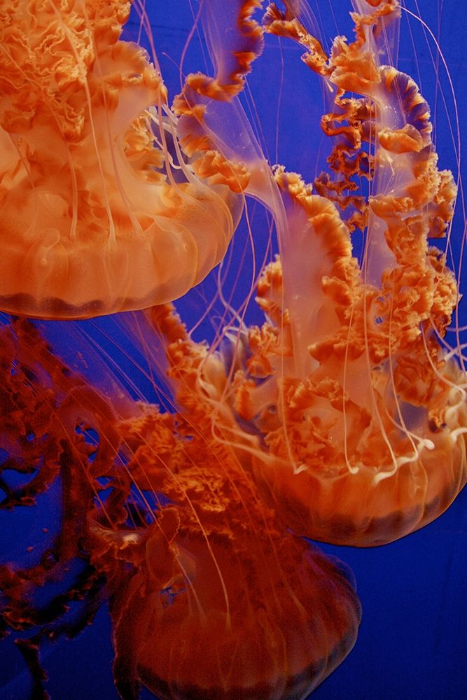 Graceful Jellyfish in Aquarium art print by Anna Miller for $57.95 CAD