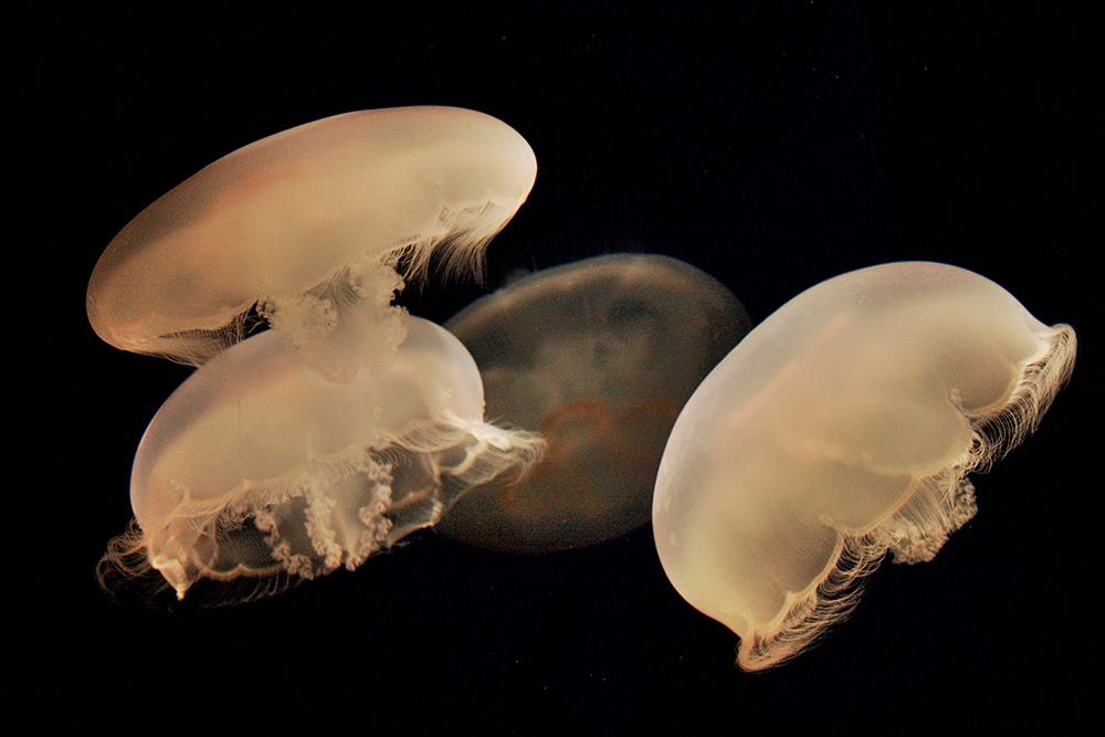 Graceful Jellyfish in Aquarium art print by Anna Miller for $57.95 CAD