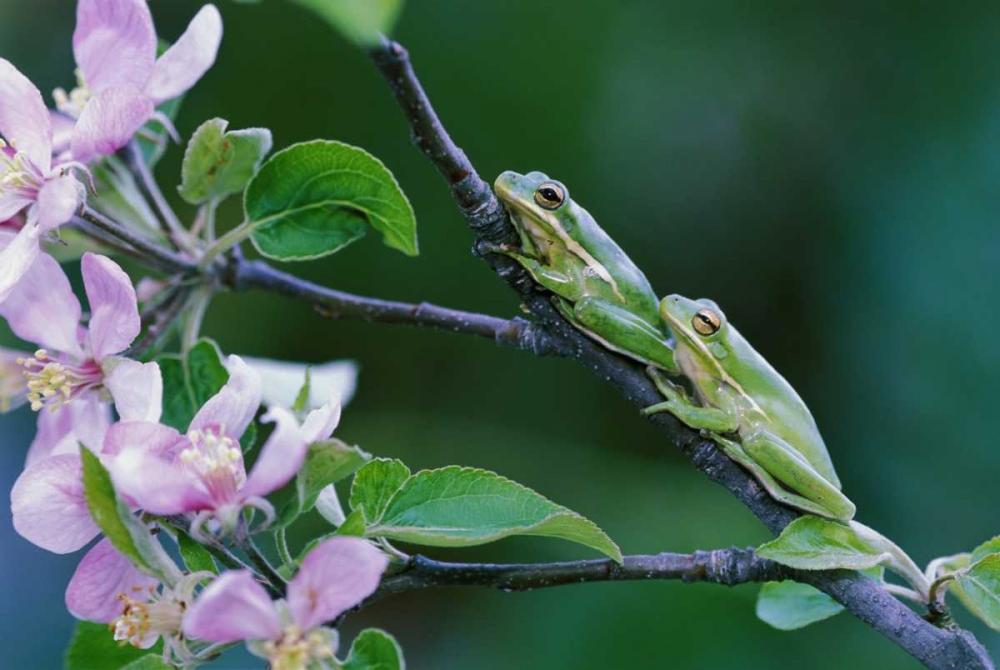 Two Frogs on Branch art print by Nancy Rotenberg for $57.95 CAD