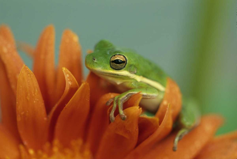 Green Tree Frog on Flower in garden art print by Nancy Rotenberg for $57.95 CAD