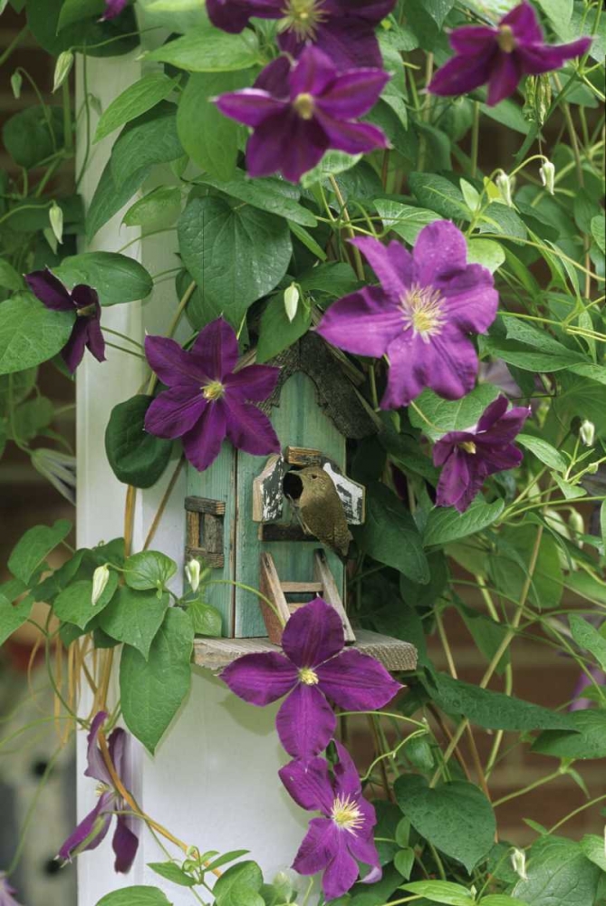 Wren in birdhouse in clematis vine art print by Nancy Rotenberg for $57.95 CAD