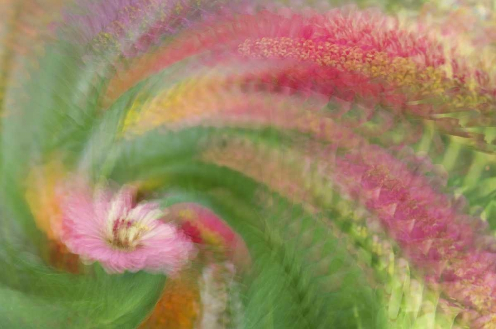 Abstract swirl of pink flower art print by Ellen Anon for $57.95 CAD