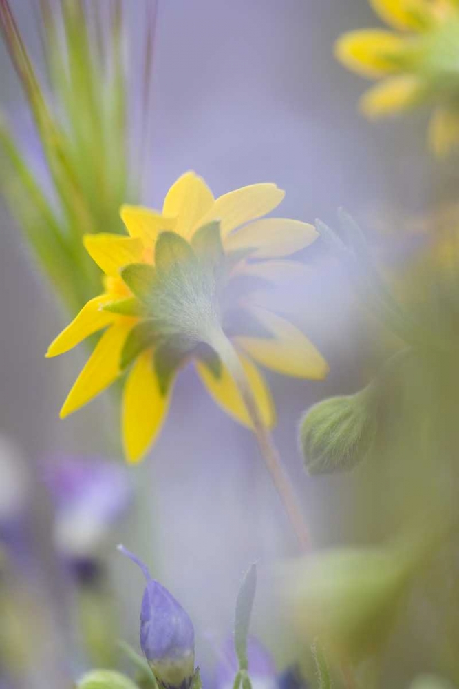 Close-up of wildflowers art print by Ellen Anon for $57.95 CAD