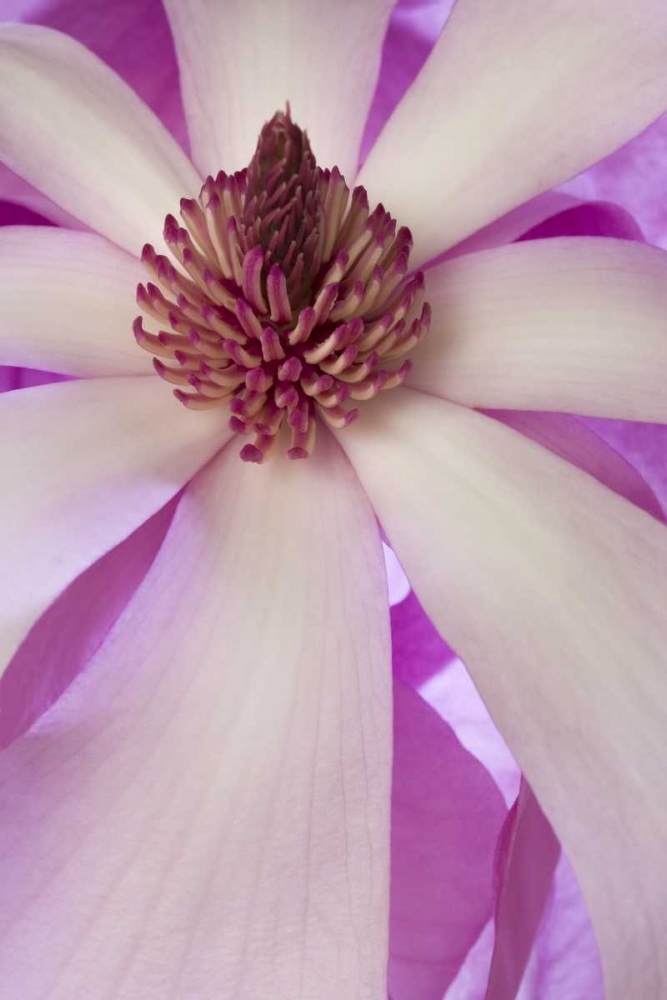 Close-up of tulip magnolia in springtime art print by Don Paulson for $57.95 CAD