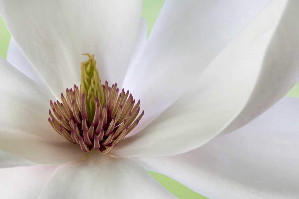 Detail of magnolia flower art print by Don Paulson for $57.95 CAD