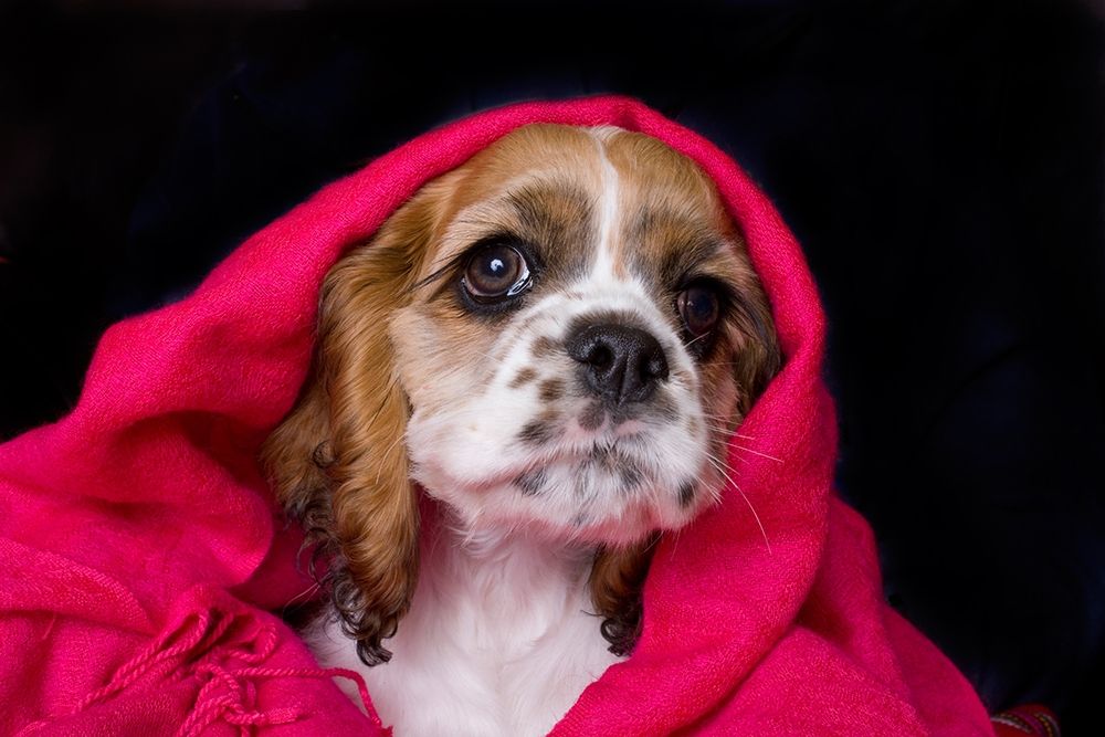 Cocker spaniel puppy covered with blanket art print by Jaynes Gallery for $57.95 CAD