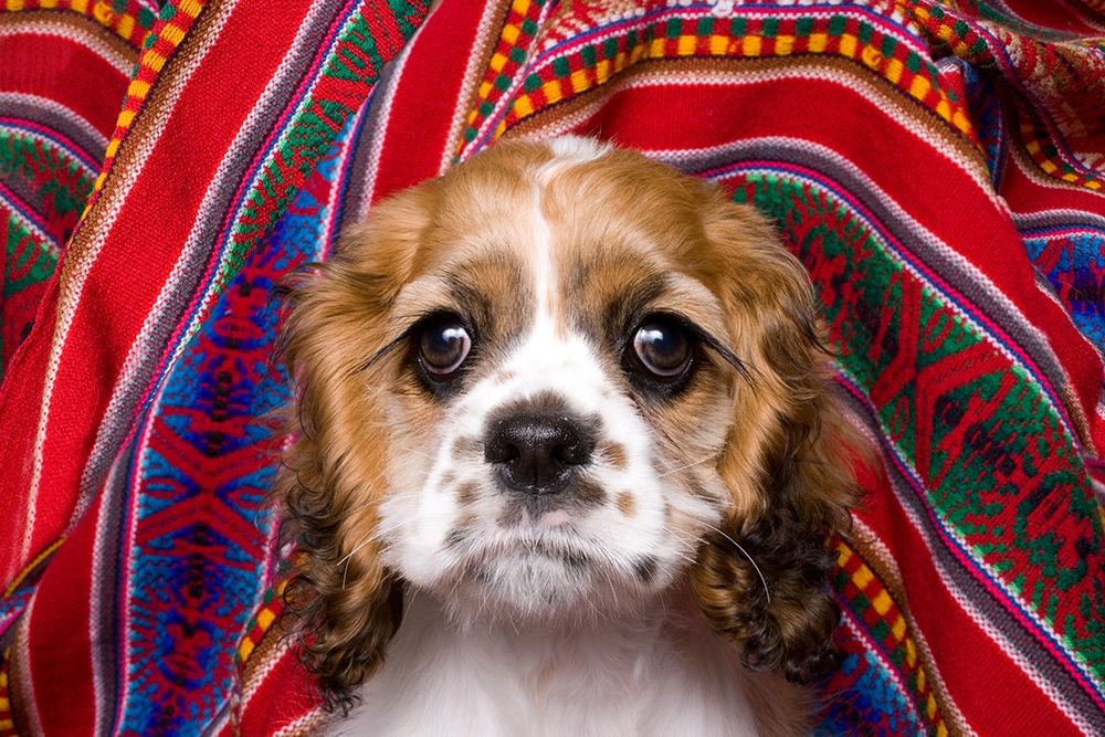 Cocker spaniel puppy and colorful fabric art print by Jaynes Gallery for $57.95 CAD