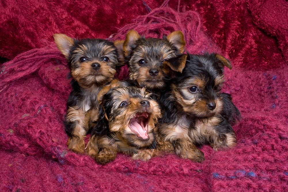 Close-up of Yorkshire terrier puppies on blanket art print by Jaynes Gallery for $57.95 CAD