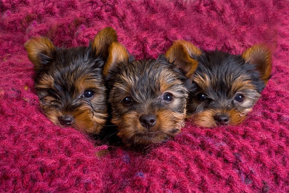 Close-up of Yorkshire terrier puppies on blanket art print by Jaynes Gallery for $57.95 CAD