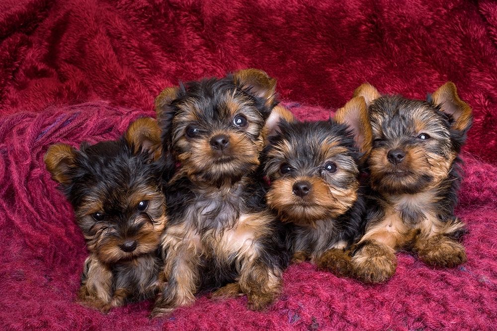 Close-up of Yorkshire terrier puppies on blanket art print by Jaynes Gallery for $57.95 CAD