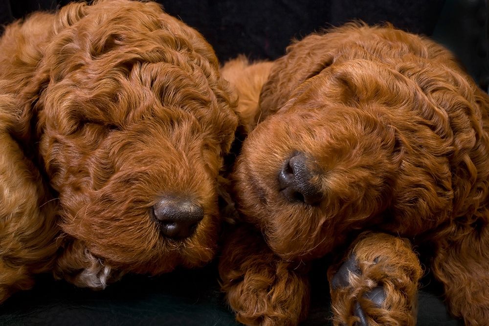 Standard poodle puppies sleeping art print by Jaynes Gallery for $57.95 CAD