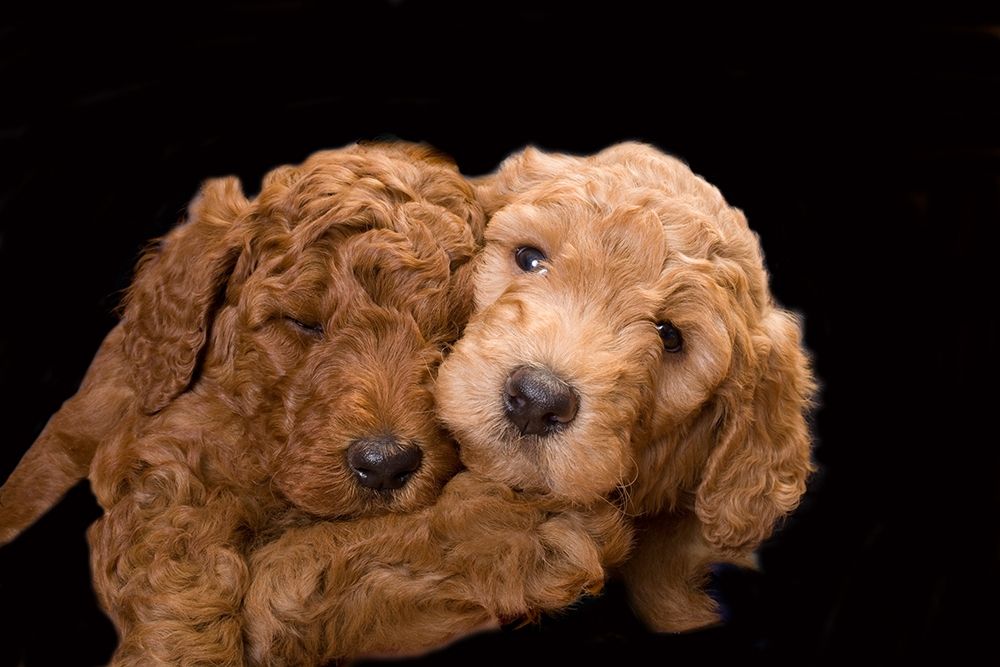 Standard poodle puppies close-up art print by Jaynes Gallery for $57.95 CAD