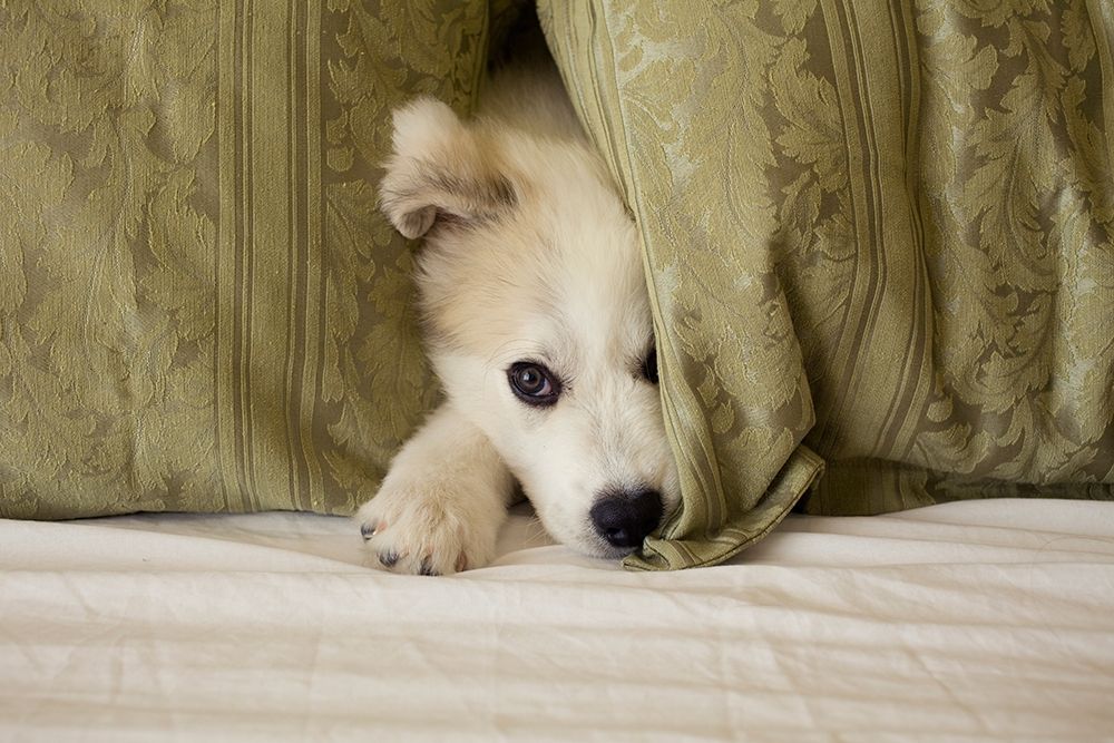 Great Pyrenees puppy hiding behind fabric art print by Jaynes Gallery for $57.95 CAD