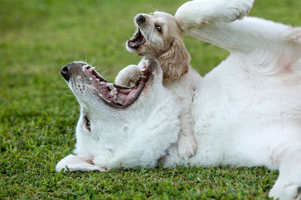 Cocker spaniel puppy and great Pyrenees dogs playing art print by Jaynes Gallery for $57.95 CAD
