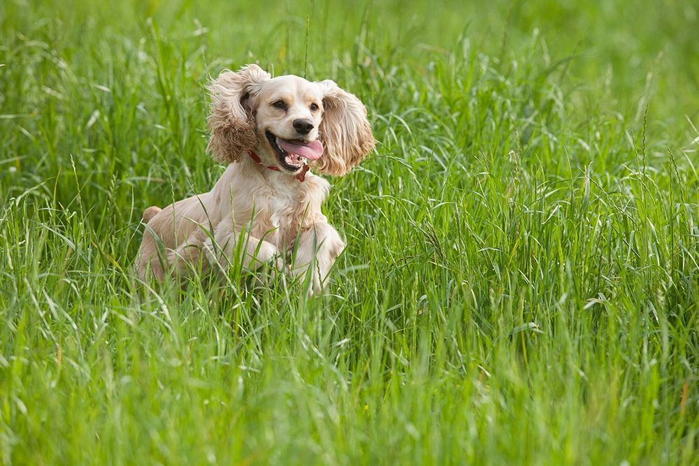 Cocker spaniel running in tall grass art print by Jaynes Gallery for $57.95 CAD
