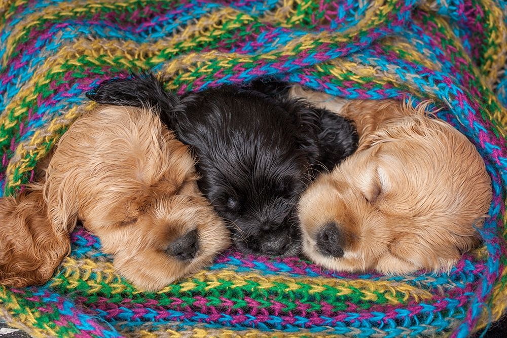 Cocker spaniel puppies sleeping in blanket art print by Jaynes Gallery for $57.95 CAD