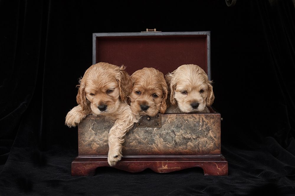 Cocker spaniel puppies in box art print by Jaynes Gallery for $57.95 CAD