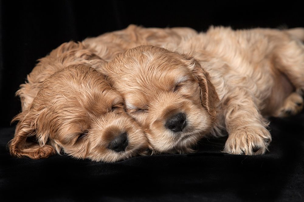 Cocker spaniel puppies sleeping art print by Jaynes Gallery for $57.95 CAD