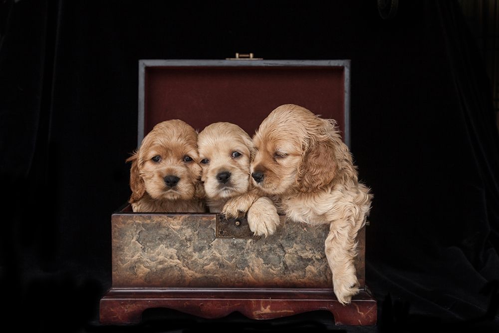 Cocker spaniel puppies in box art print by Jaynes Gallery for $57.95 CAD