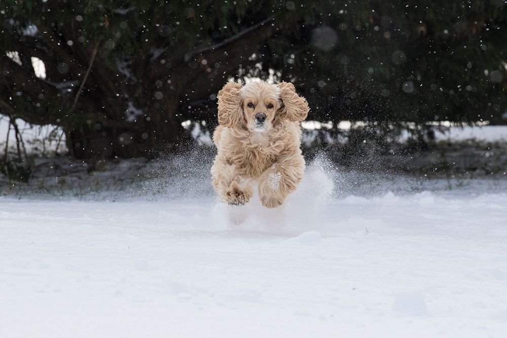 Cocker spaniel running in snow art print by Jaynes Gallery for $57.95 CAD