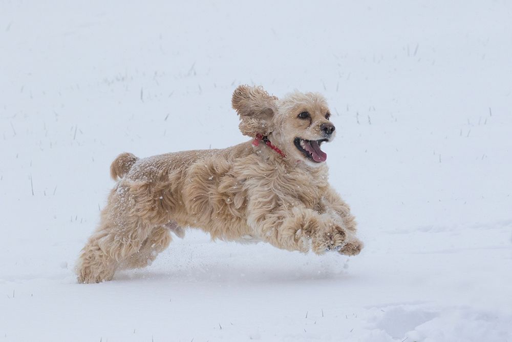 Cocker spaniel running in snow art print by Jaynes Gallery for $57.95 CAD